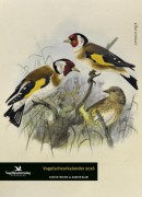 Vogelscheurkalender 2016